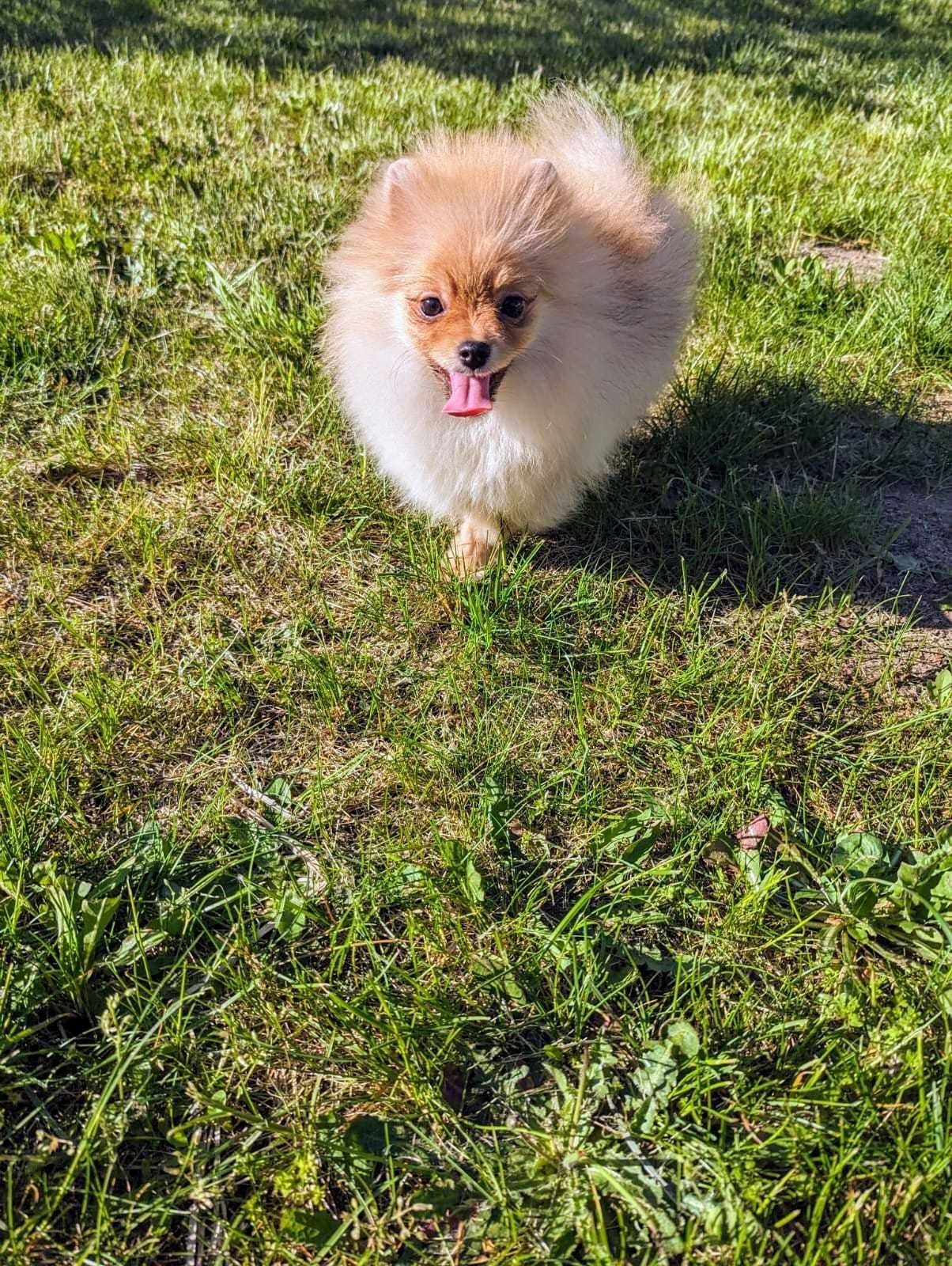 Piękny chłopiec Monti Szpic Miniaturowy Pomeranian . Hodowla FCI