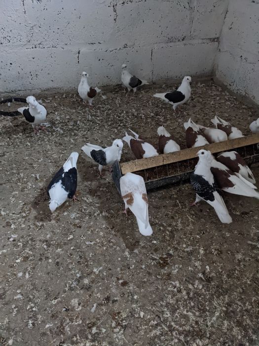 Sprzedam gołębie typu Mewki