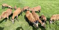 Barany, owce kameruńskie
