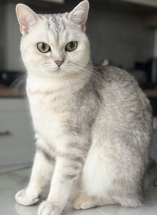 Кошенята сріблясті британські шиншили