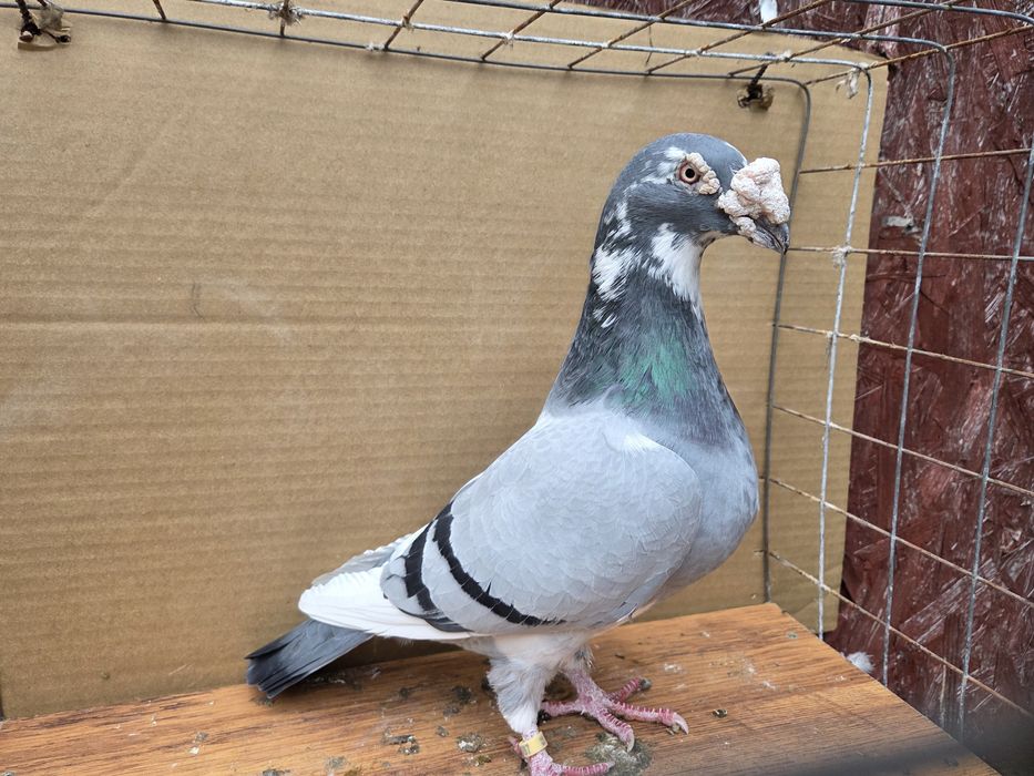 Samczyk staropolski 23r