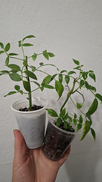 Пандорея жасміновидна