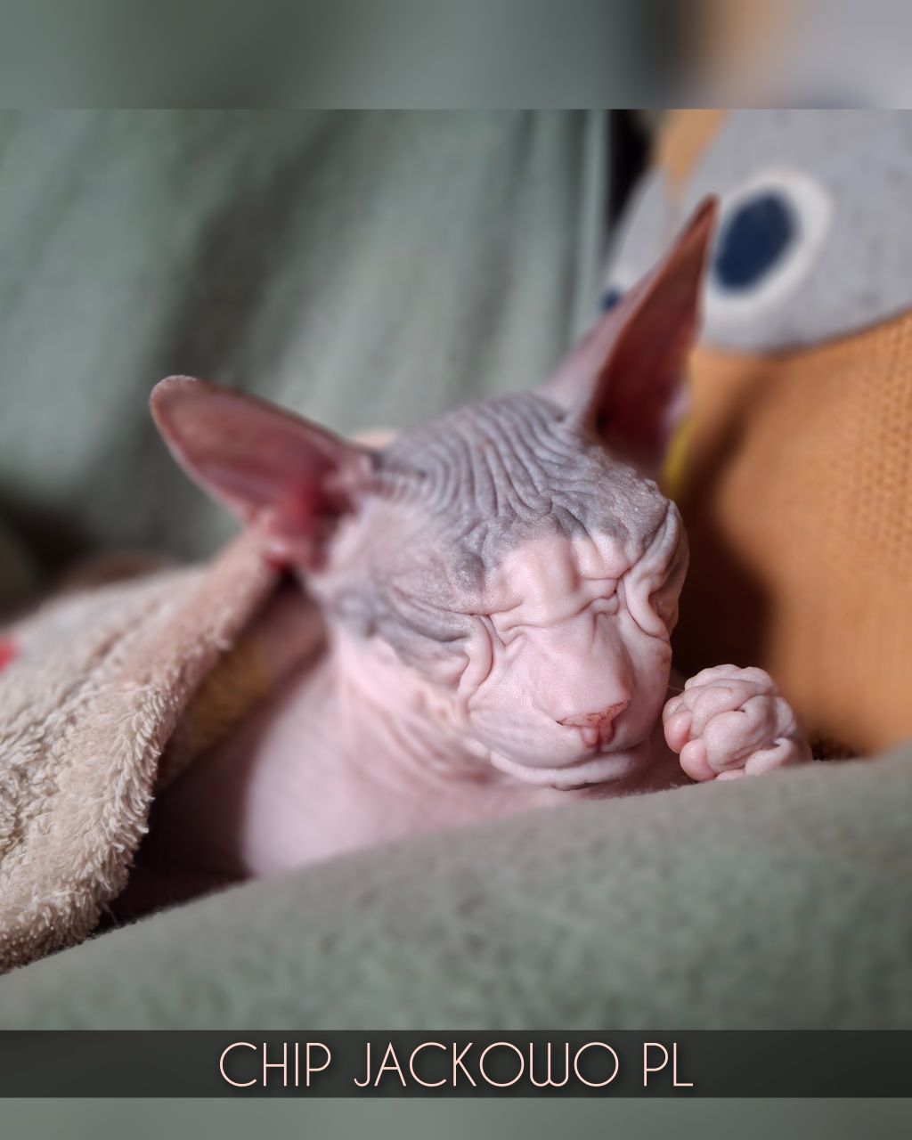Sfinks Doński/Don Sphynx, CHIP - piękny kocurek bikolor, miot C.
