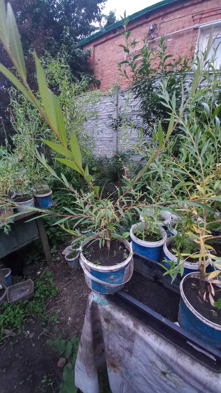 Продам уличные растения с зкс