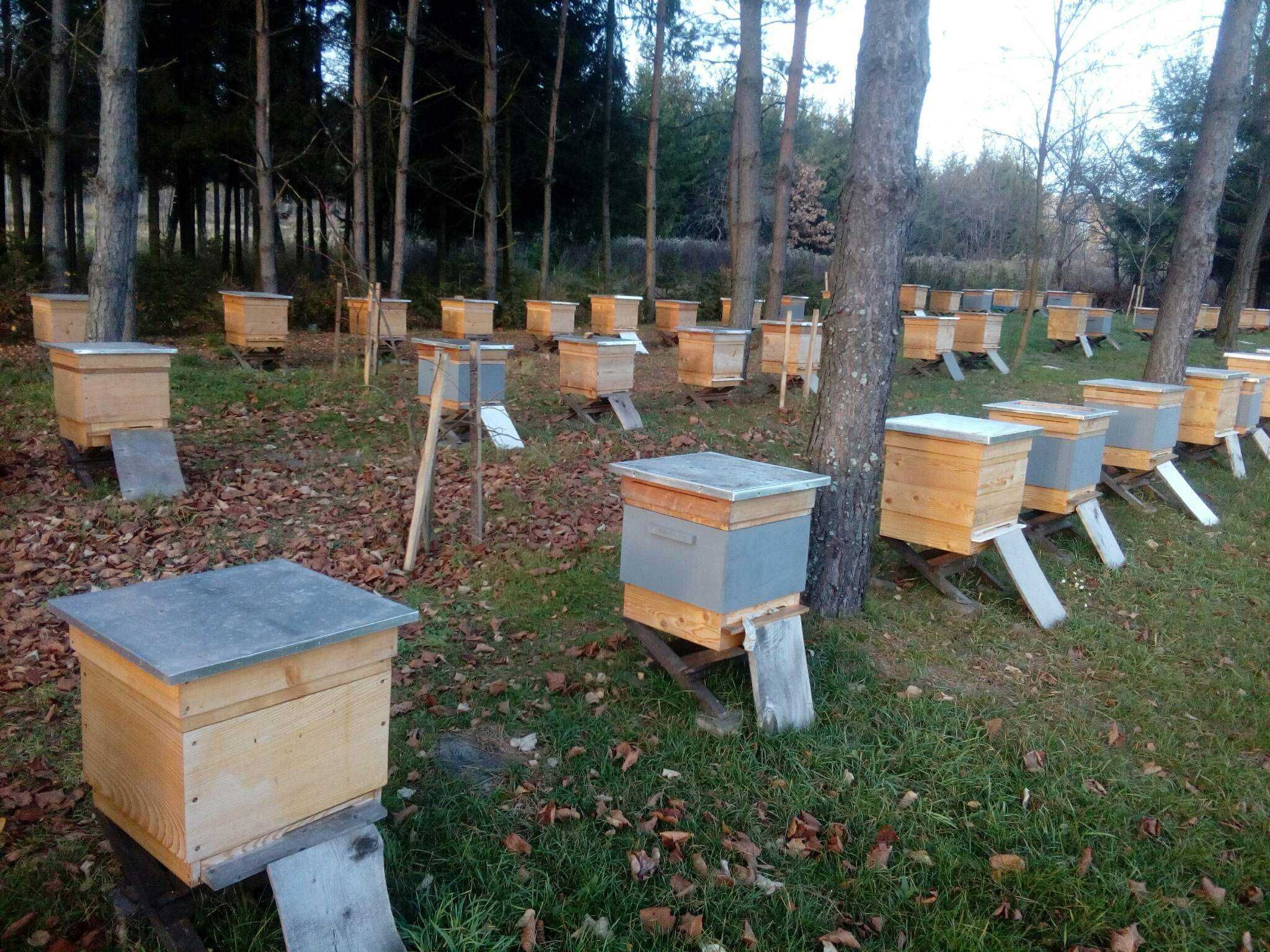 Ule wielkopolskie 10 ramkowe i 12-ramkowe z rodzinami pszczelimi