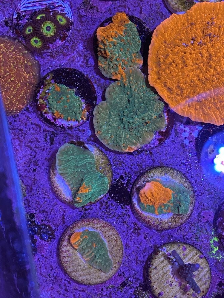 Coral frag agua salgada reef Montipora grafted