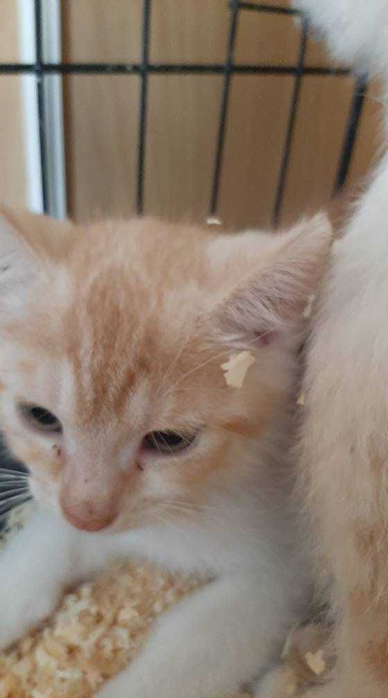 Pilne!!9 tyg kocięta (2 rude kocurki i biało szara)do adopcji Wołczyn