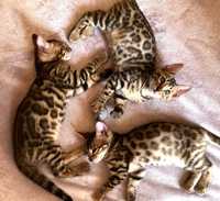Бенгальские котятки, 2 месяца, розетка на золоте