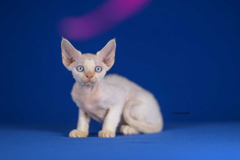 Kocurek drx kremowy point