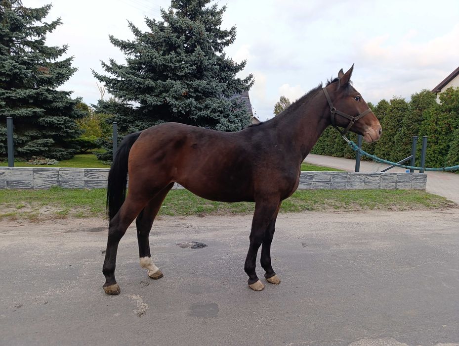 Sprzedam klacz 2,5 roku