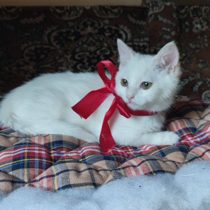 Кошенята в добрі руки