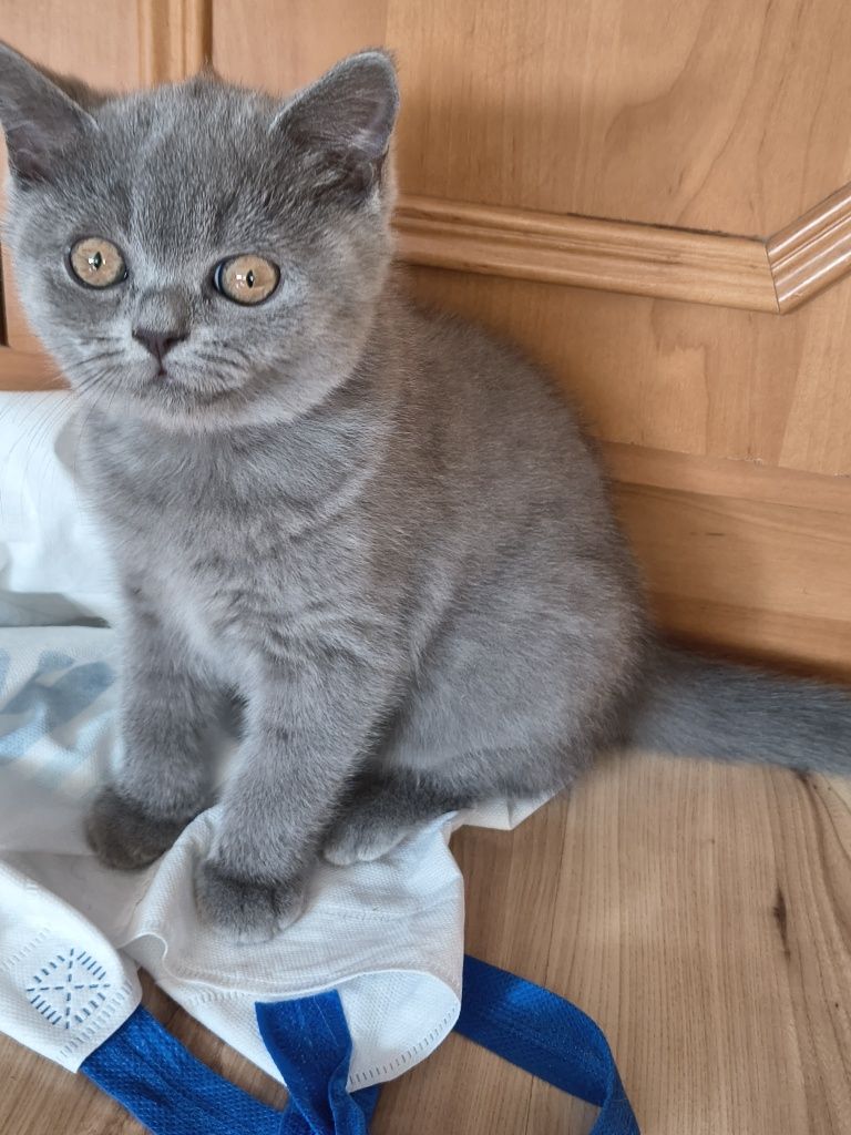 CHLOE Kotka Brytyjska Niebieska Krótkowłosa