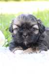 Śliczny piesek shih tzu! Gen BLUE!