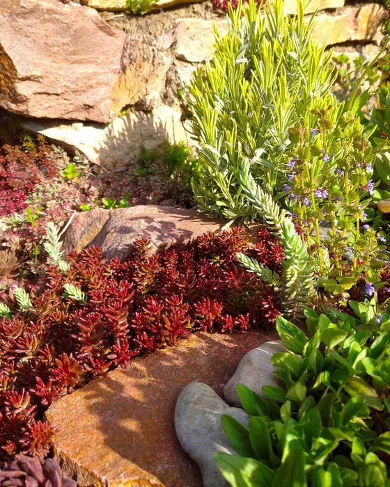 СУКУЛЕНТИ ВУЛИЧНІ. Очиток, седум, молодило