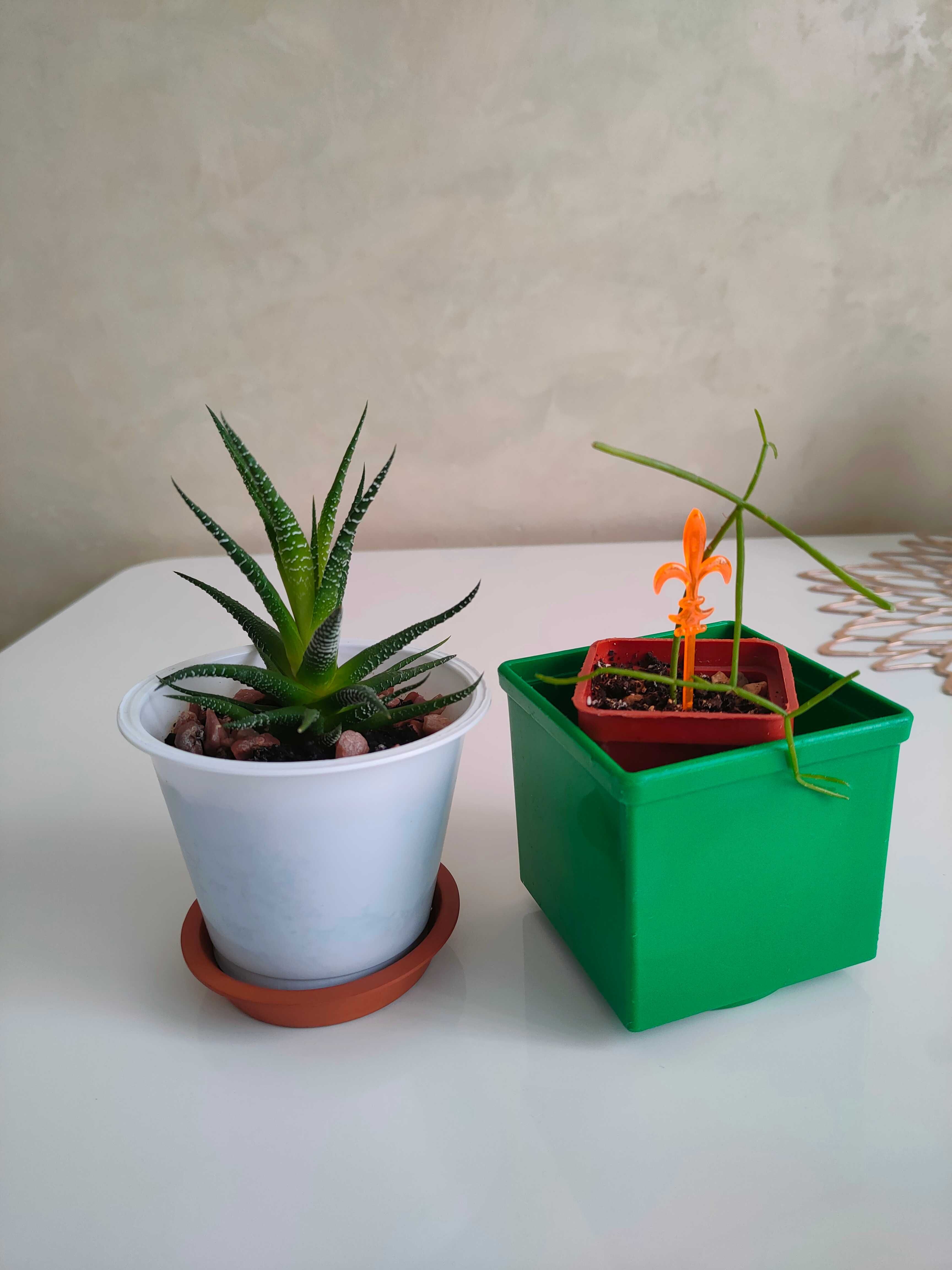 Сансевиерия/бегония/фикус кинки/рипсалис/хавортия/пилея/пеперомия