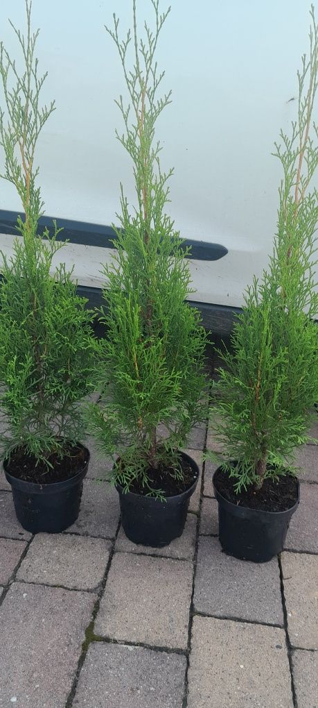 Tuja thuja szmaragd wys 60-80cm