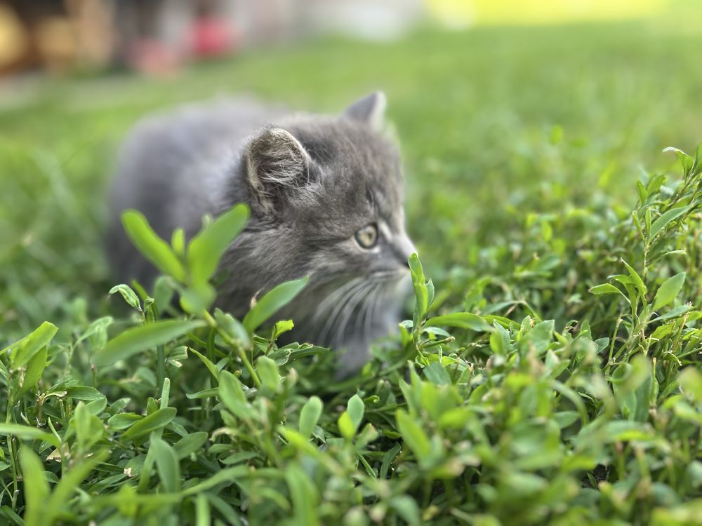 Котик вік 1,5 місяці