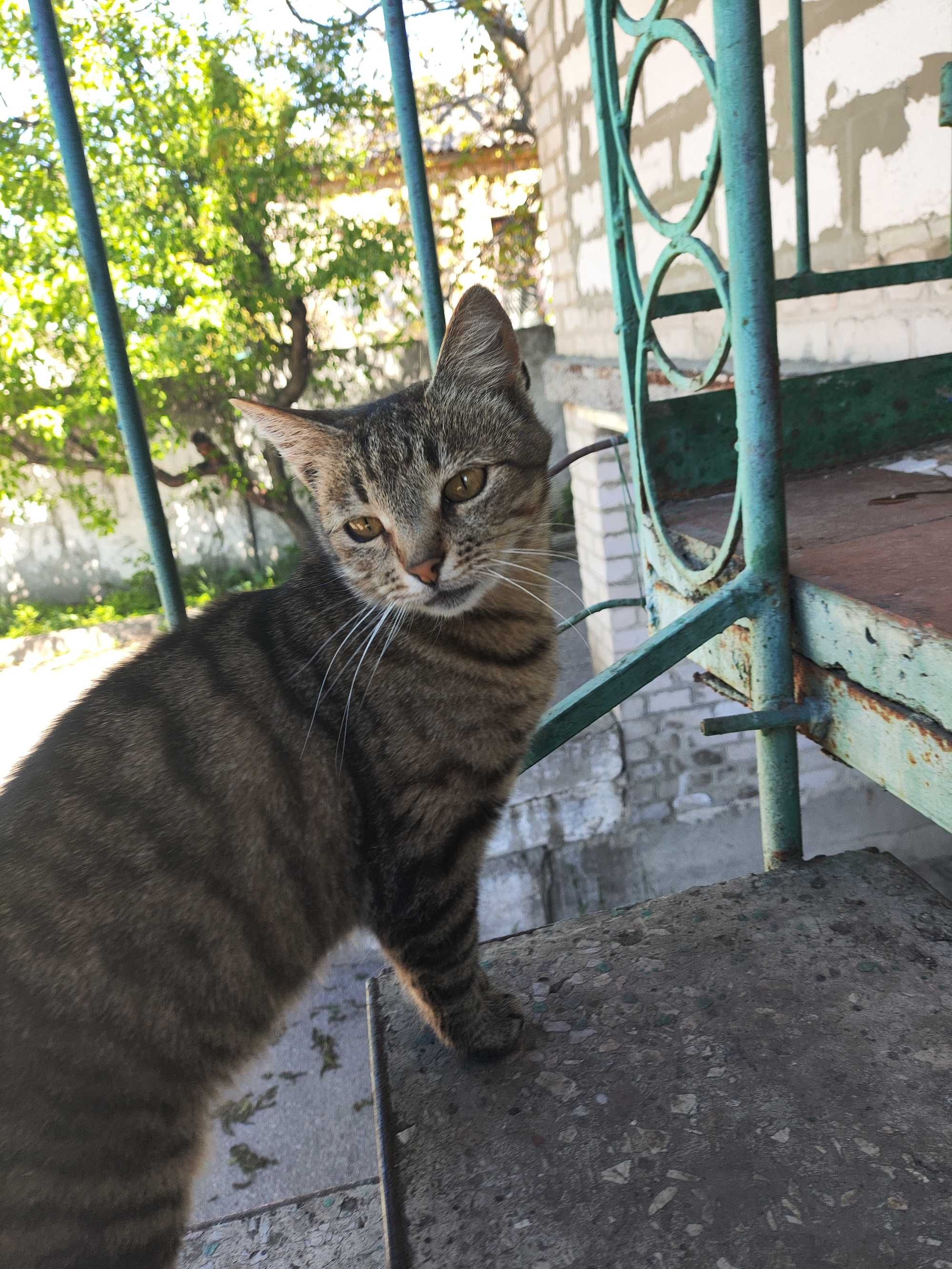Віддам кицю в добрі руки