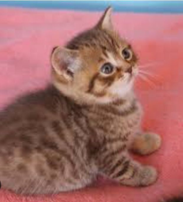 Шикарные котята ждут вас