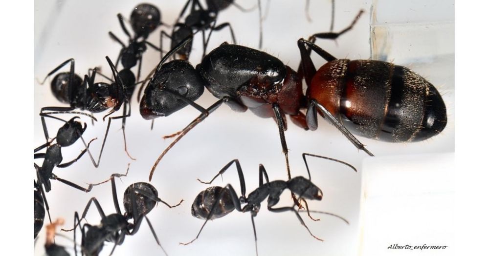 camponotus cruentatus 3-5w