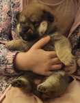 Shiba inu z hodowli Markarowi FCI