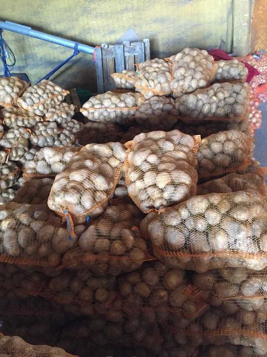 Ziemniaki żółte jadalne z jasnej ziemi. Soraya Lord, Denar Lilly Jurek