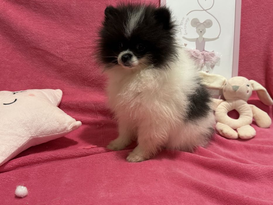 Szpic Miniaturowy SUNIA