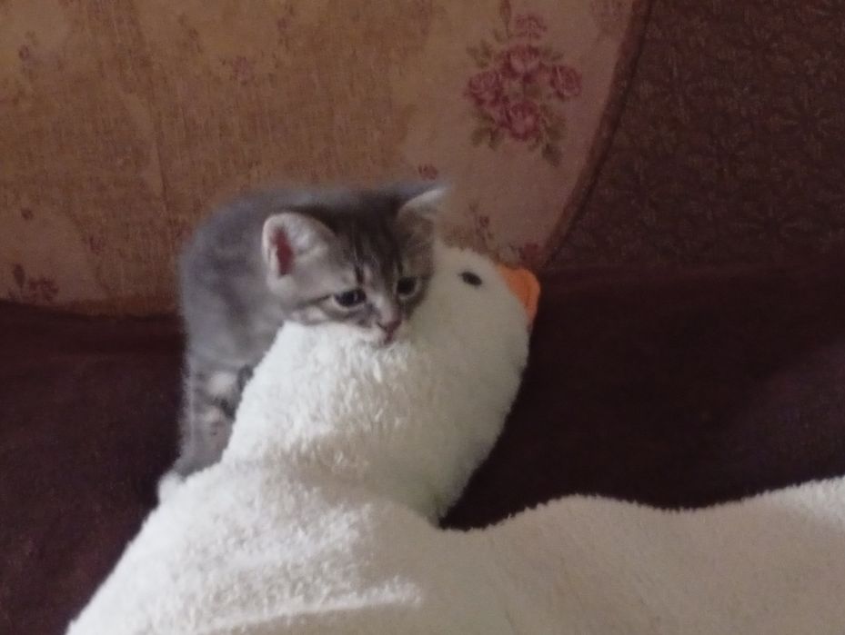 Віддам кота і кішечку у добрі руки