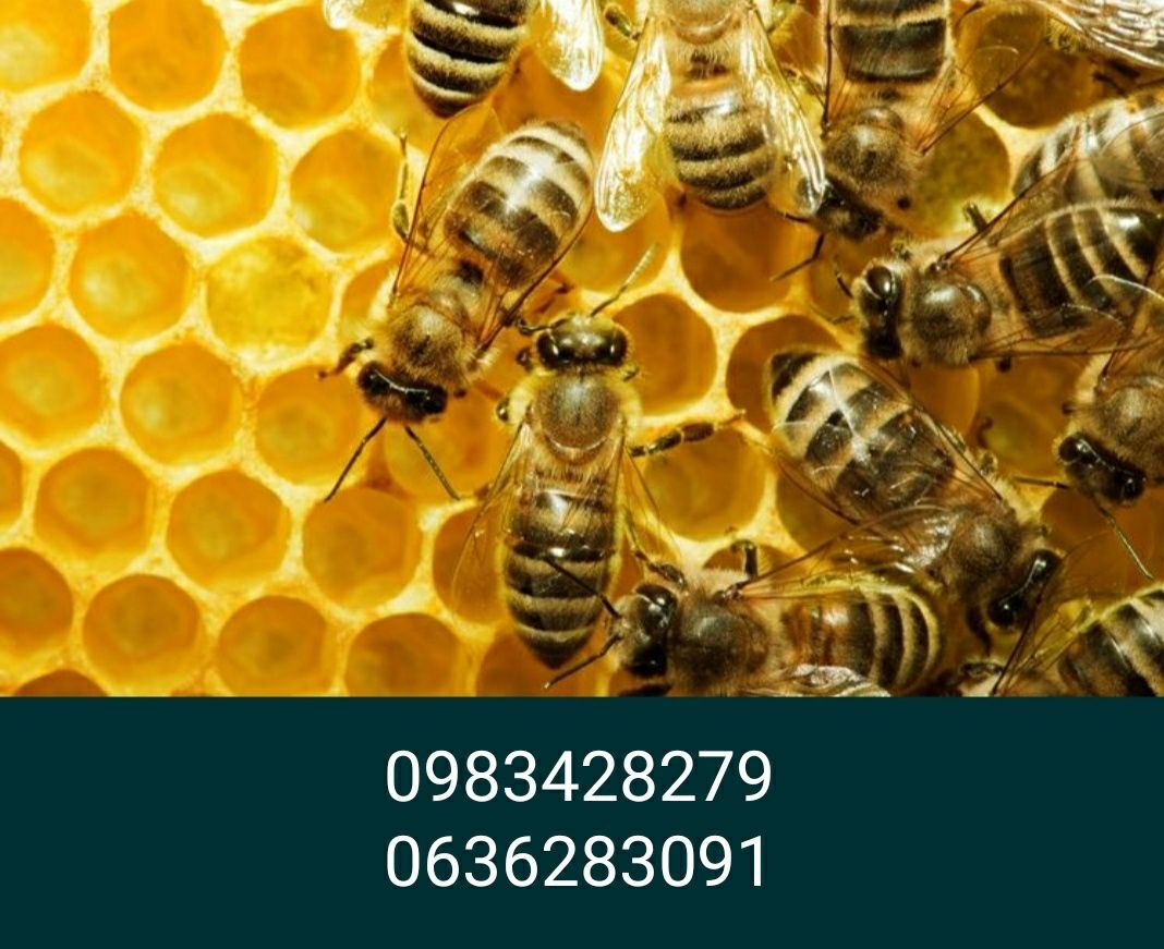 Бджоли. Бджолині сім'ї.