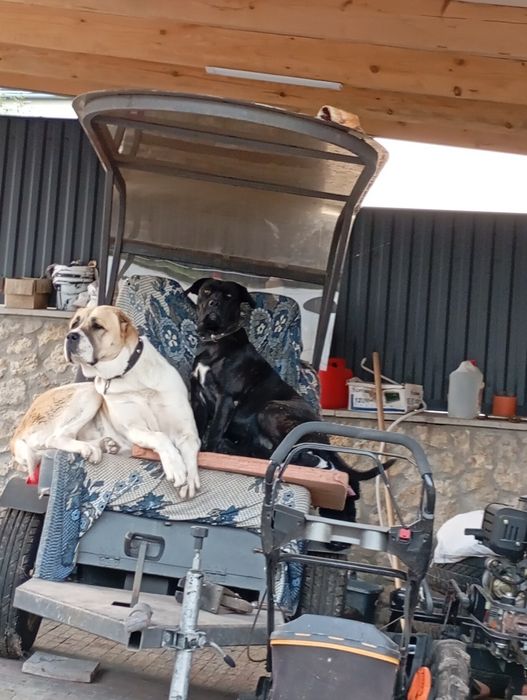 Адаптер-причіп до мотоблока