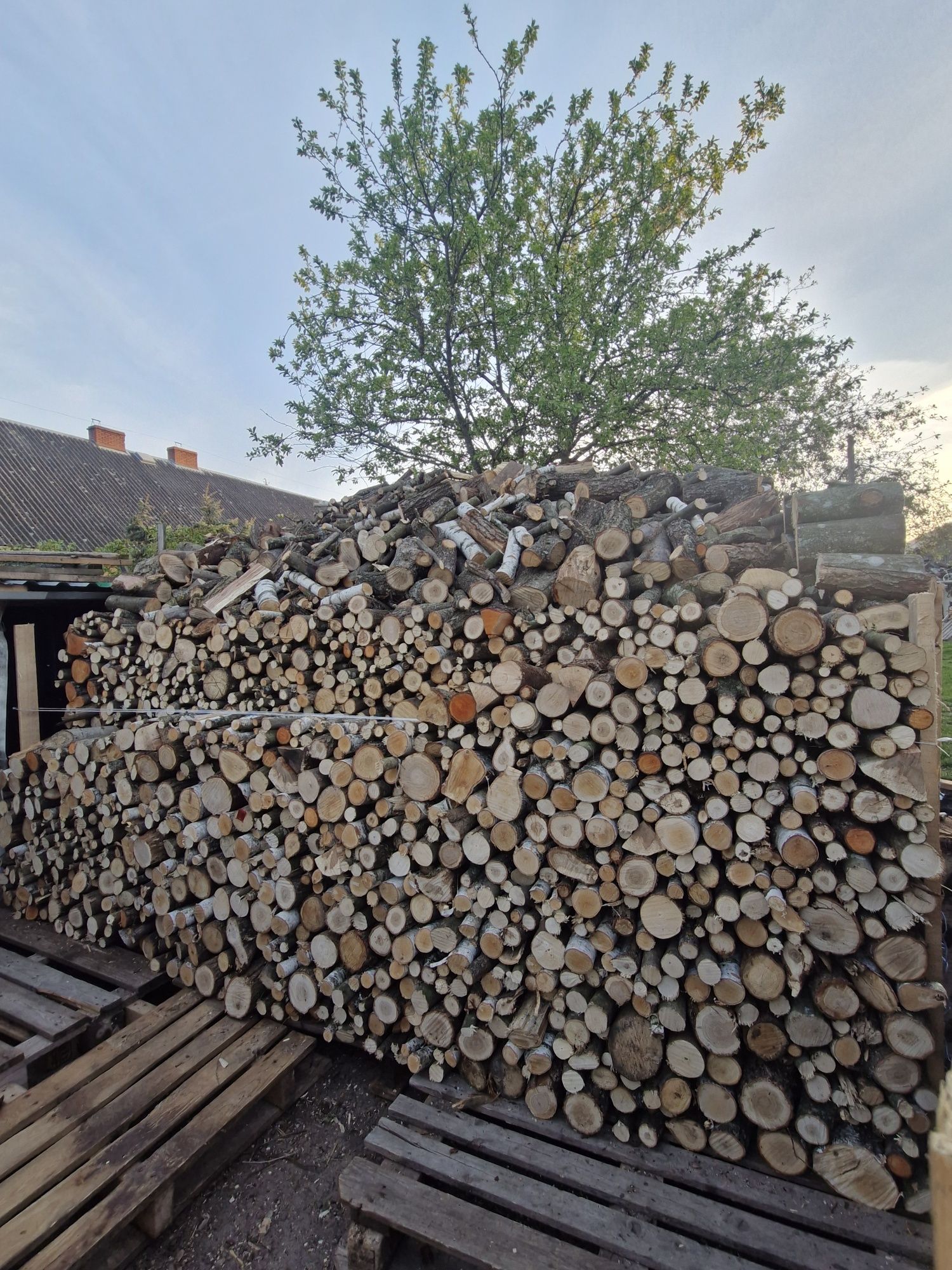 Drzewo liściaste .Opał.