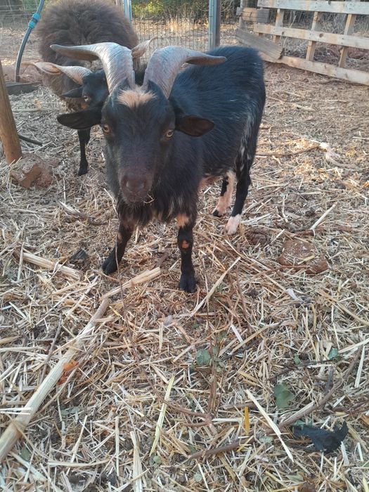 Vendo Cabrito anão