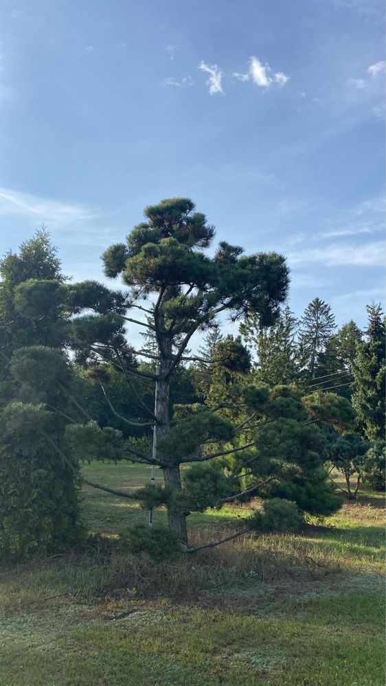 Bonsai-Niwaki Sosna Cis Jałowiec.  Cyprys szmaragd katalpa klon jodła.