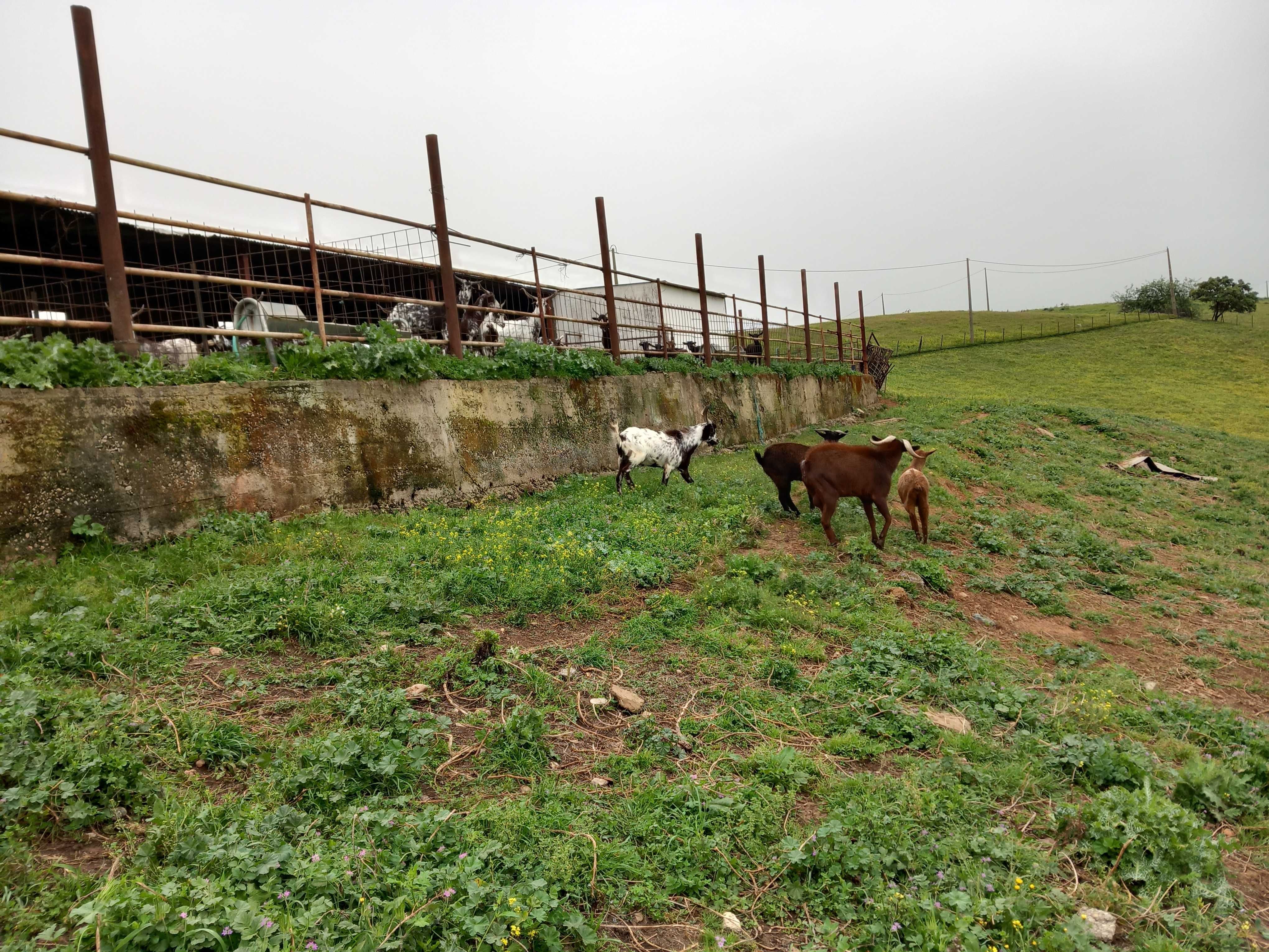 Cabras Murcianas