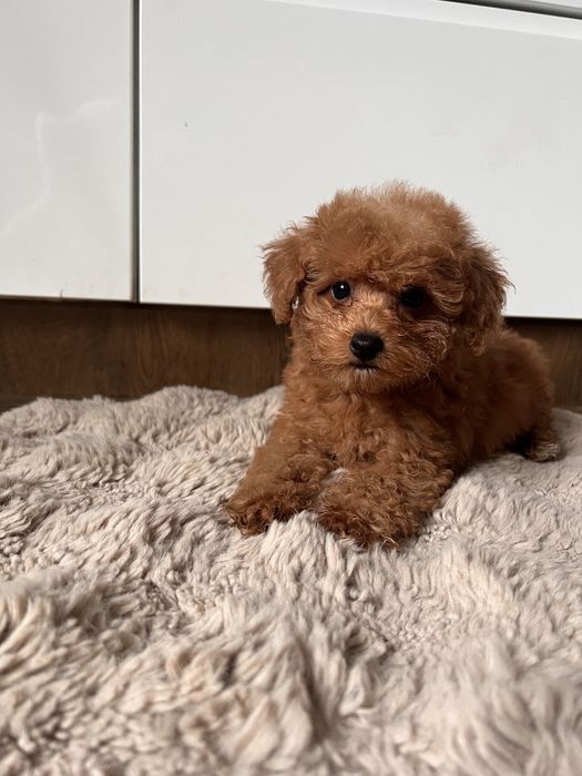 Pudelek toy chłopak gotowy do zmiany domu