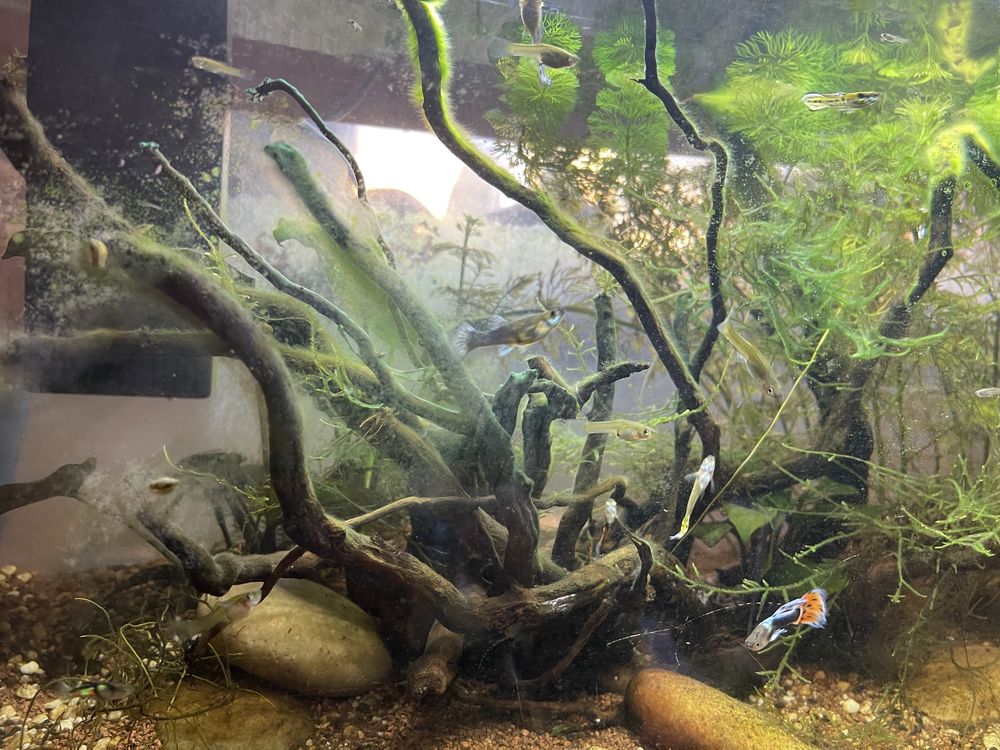Guppys de linhagem
