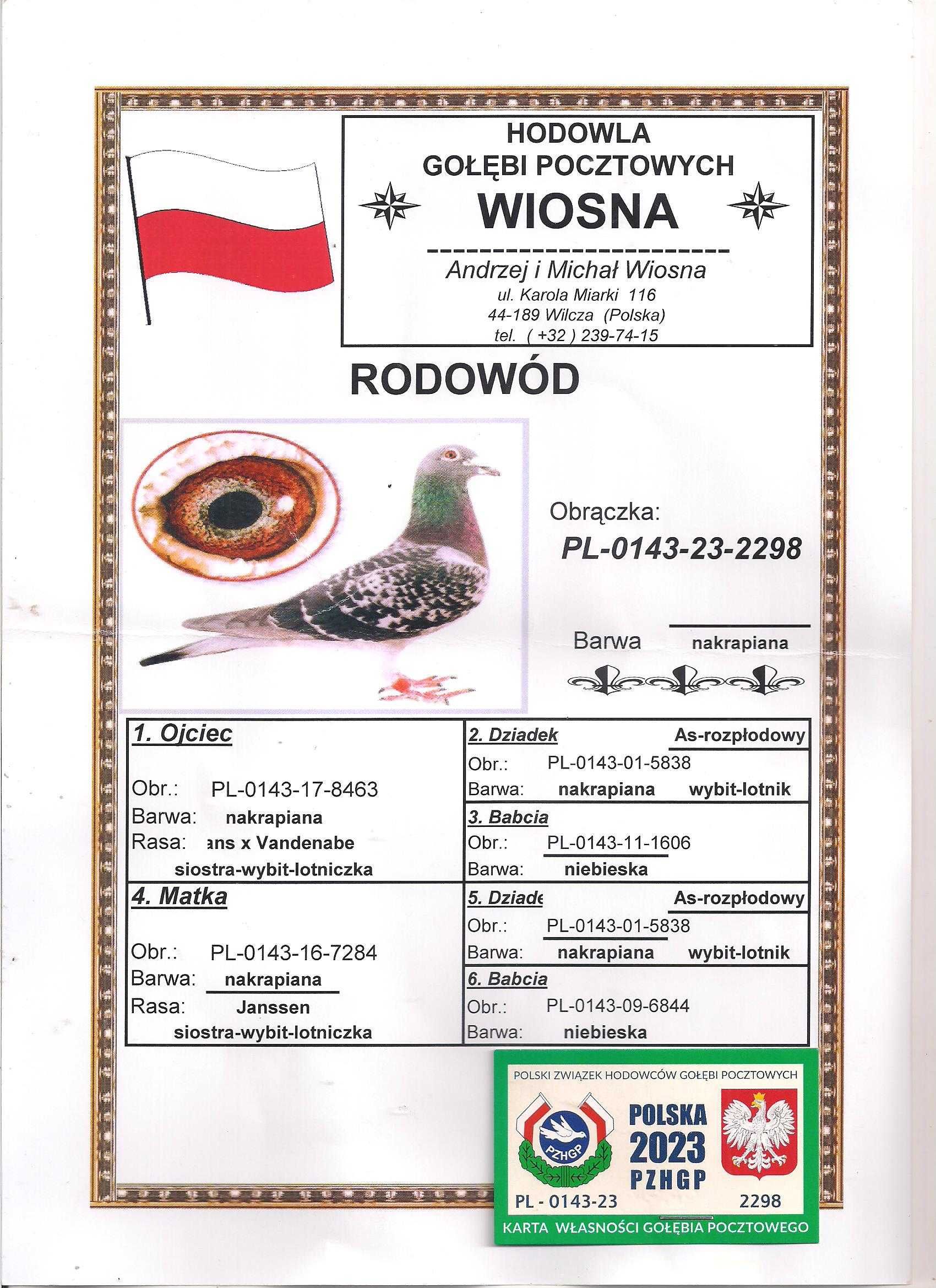 Młode Para 115 Oryg A.M Wiosna Wnuk szpaka x Inb 5838 Gołębie pocztowe