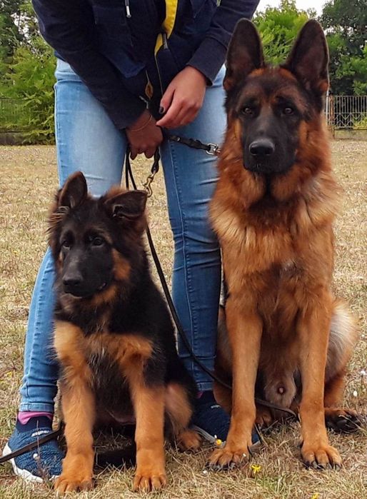 Кобель Немецкой овчарки глаткошорстный