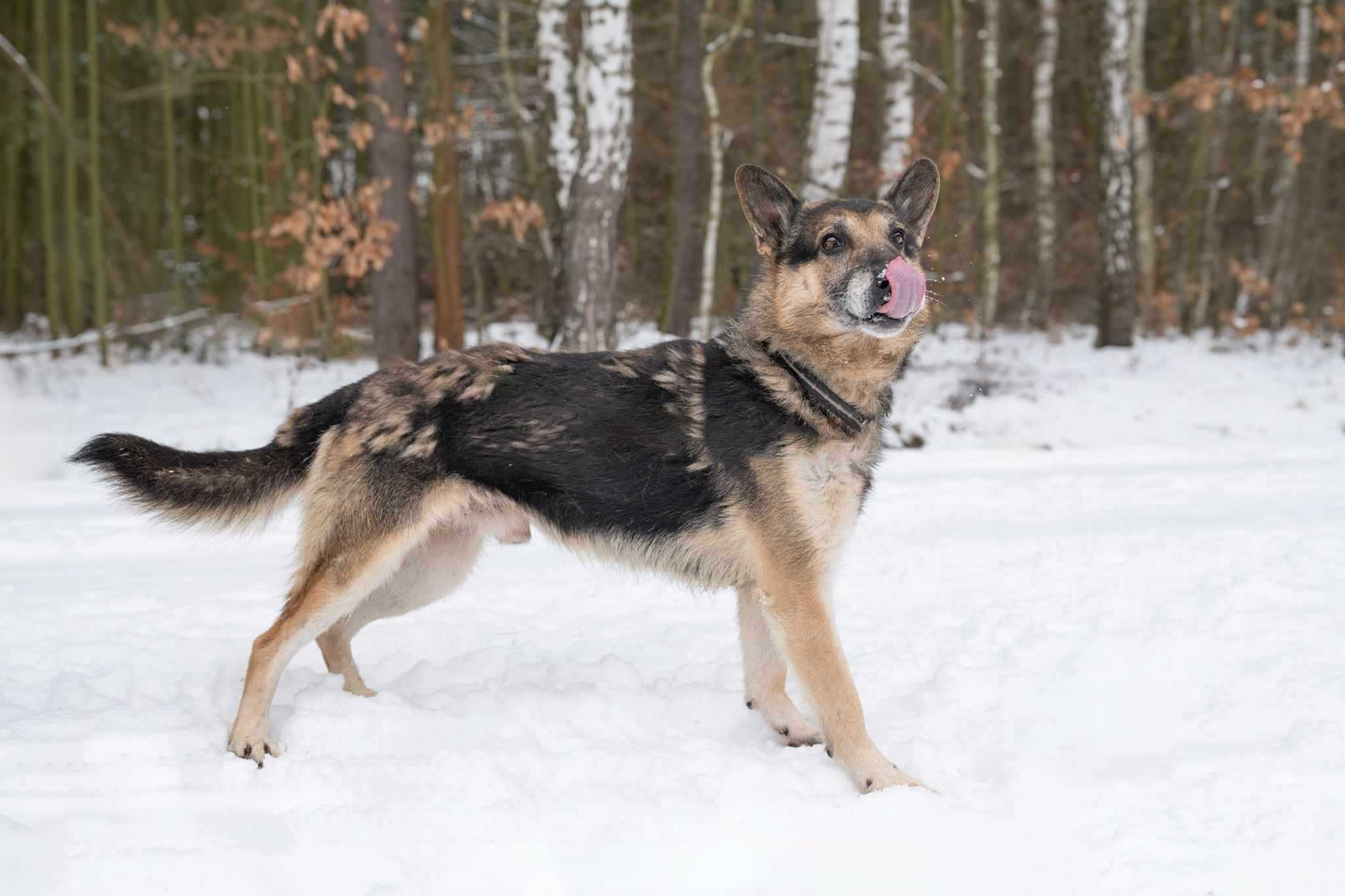 BARYCZ ułożony, spokojny psiak w typie owczarka prosi o dom 9l.28kg