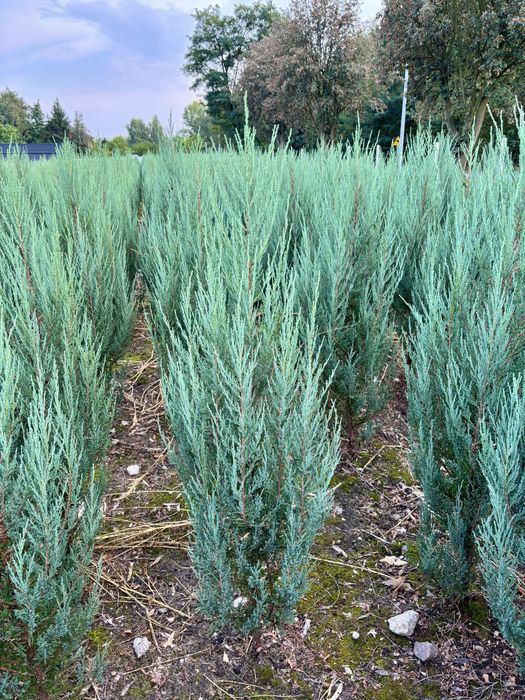 Jałowiec Blue Arrow – wąski, elegancki- prosto od producenta!