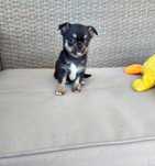 Chihuahua  macho