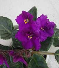 Sępolia fuksja african violet