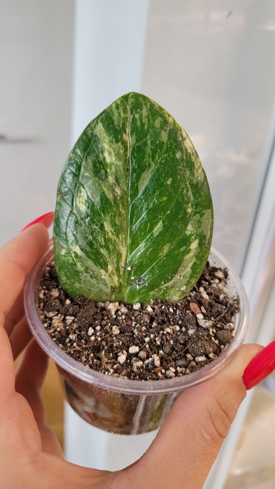 Zamioculcas \ zamiokulkas Midori variegata