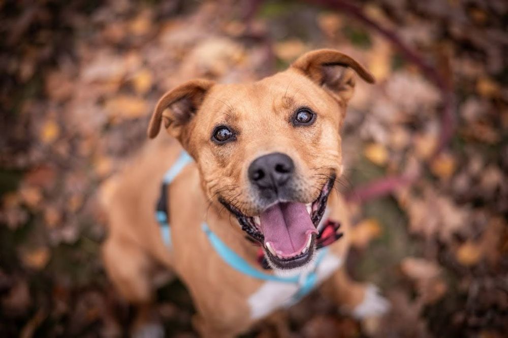 Mix rasy amstaff i pitbull. Super mądry pies dla aktywnego opiekuna