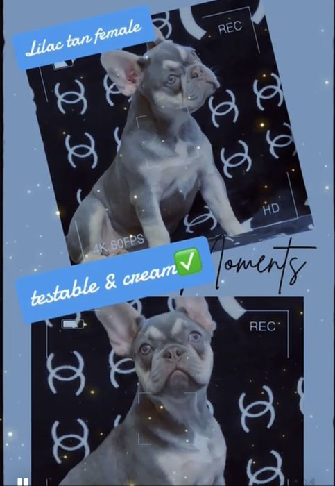 Лилак тан носитель изабеллы-2,5 года