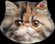 Almofada com face 3 D de raças de cães e gatos