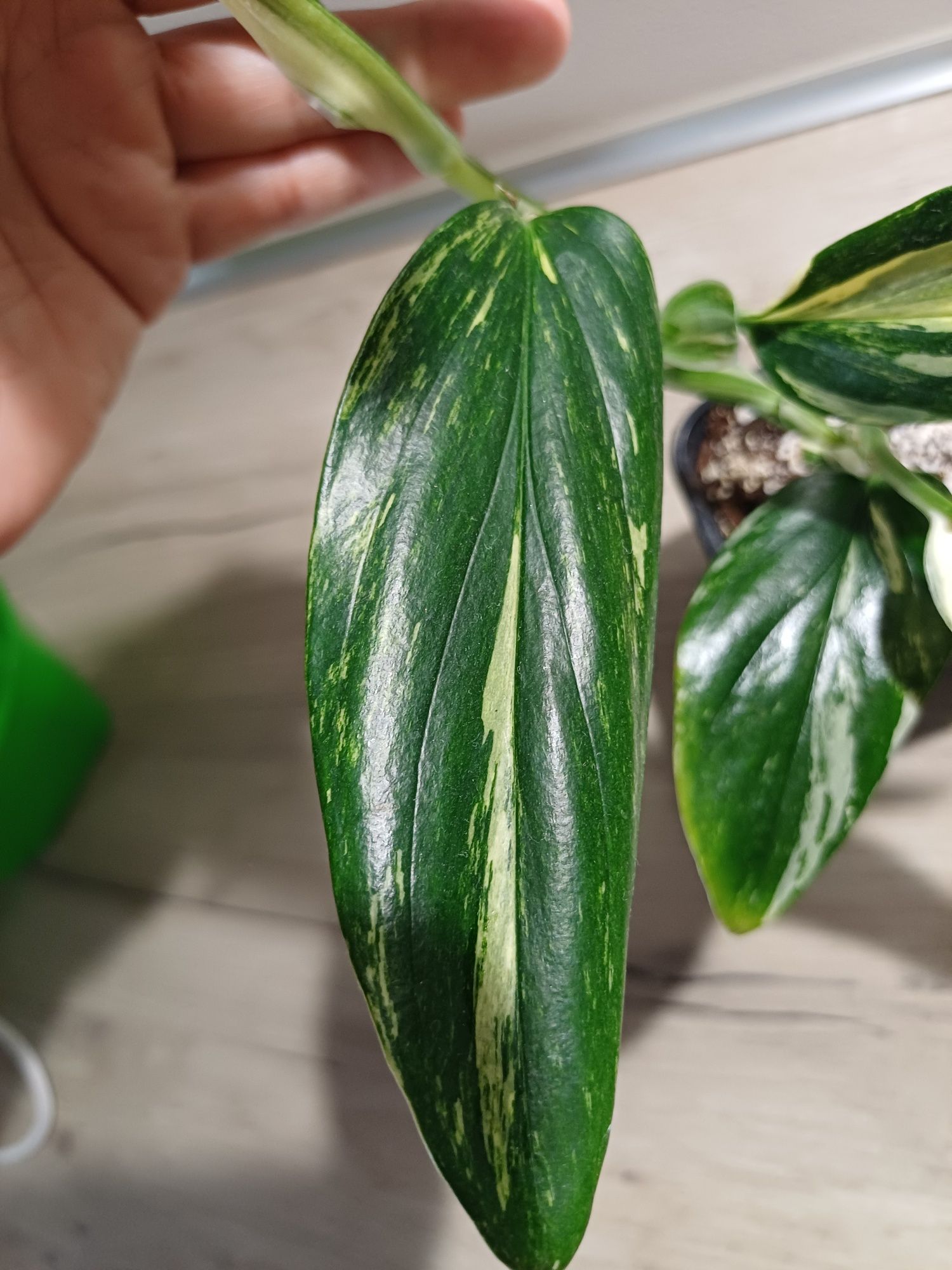 Monstera standleyana Yellow/ cobra Yellow