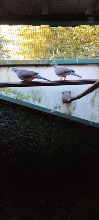 Casal de rolas ponteadas