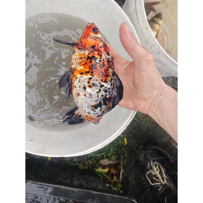 Szubunkin tarlak karaś 15-20 cm unikat RAKIETA, WELON.