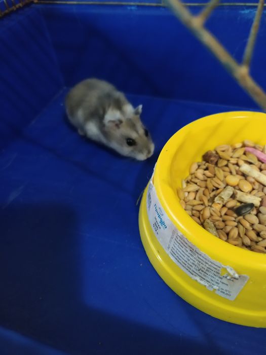 Джунгарский хомяк